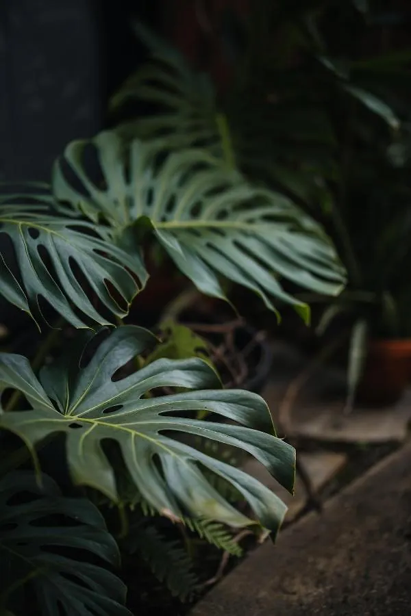 The Bamboo House Apartment Kailua-Kona United States